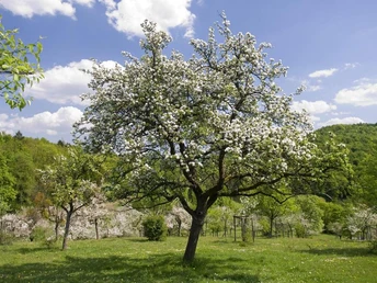 Obstwiesen Bellersen Obstwiese in Bellersen mit einem blühenden Apfelbaum, umgeben von grünen Hügeln und blauen Himmel.