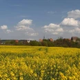 Blick auf Blomberg Gelbes Rapsfeld vor dem Hintergrund des Dorfes Blomberg mit blauem Himmel und weißen Wolken.