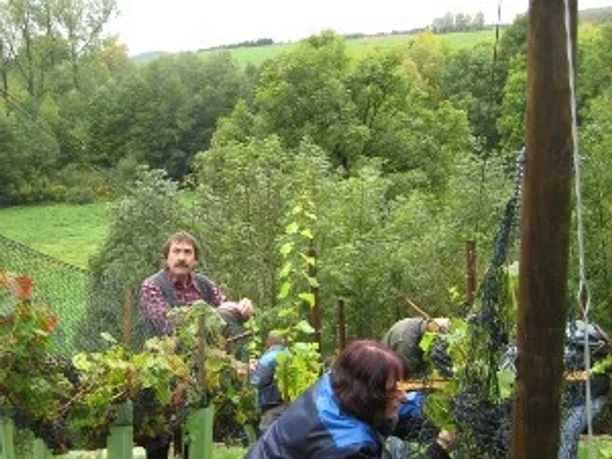 Weinlese an einem grünen Hügel mit Arbeitern bei der Traubenernte; bewaldete Landschaft im Hintergrund.