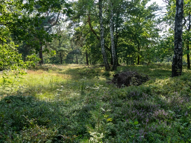 230818_Behringer_Heide_CCBYSA_Bispingentouristik_DM-06.jpg Waldlichtung in der Behringer Heide, umgeben von Birken, Gräsern und blühender Heide im Sonnenlicht.