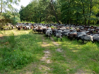 230818_Behringer_Heide_CCBYSA_Bispingentouristik_DM-07.jpg Eine große Schafherde grast auf einem grünen, sonnenbeschienenen Waldweg in Bispingen.
