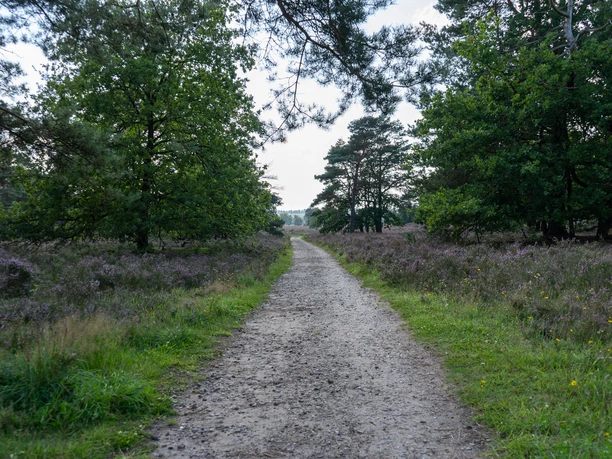 230818_Behringer_Heide_CCBYSA_Bispingentouristik_DM-08.jpg Ein schmaler, gerader Pfad führt durch eine Heidelandschaft mit blühenden Pflanzen und umsäumenden Bäumen.