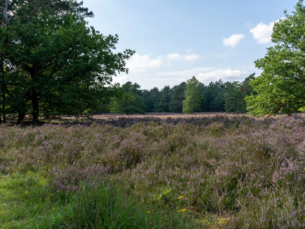 230818_Behringer_Heide_CCBYSA_Bispingentouristik_DM-09.jpg Die Behringer Heide in Bispingen zeigt eine malerische Heidefläche mit blühendem lila Heidekraut, umgeben von grünem Wald im Hintergrund unter blauem Himmel.