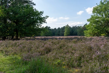 Die Heide zeigt eine malerische Heidefläche mit blühendem lila Heidekraut, umgeben von grünem Wald im Hintergrund unter blauem Himmel.