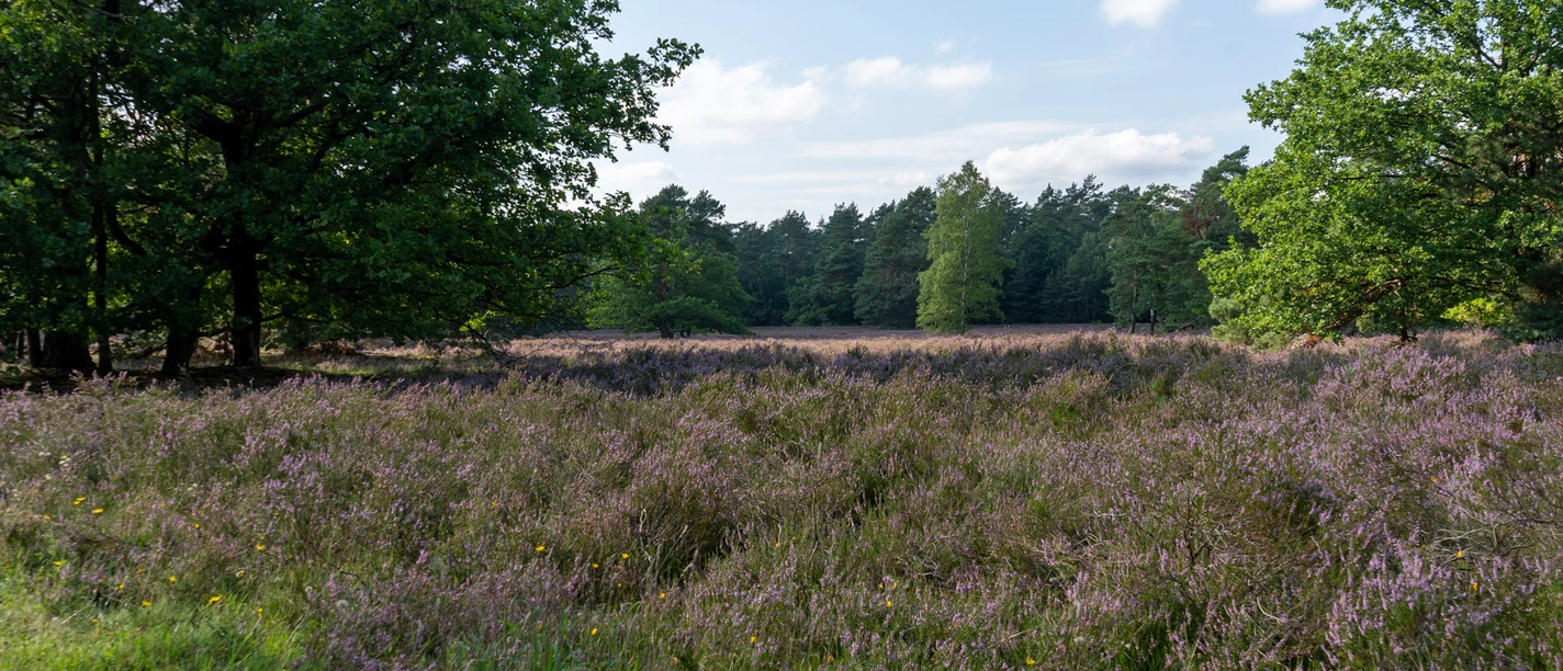 Die Heide zeigt eine malerische Heidefläche mit blühendem lila Heidekraut, umgeben von grünem Wald im Hintergrund unter blauem Himmel.