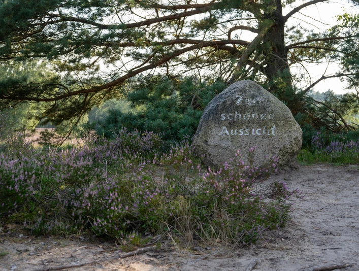 230818_Behringer_Heide_CCBYSA_Bispingentouristik_DM-10.jpg Das Bild zeigt einen großen Findling mit der Aufschrift "Zur schönen Aussicht", umgeben von blühender Heide und Kiefern.