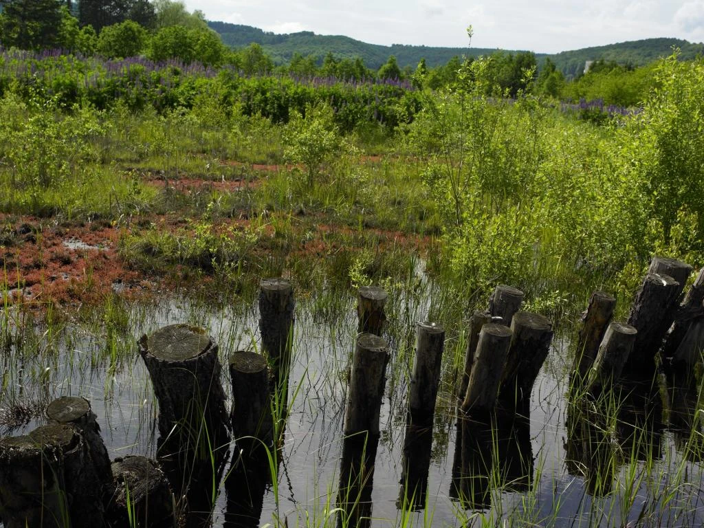 Moorteich im Gräflichen Park.