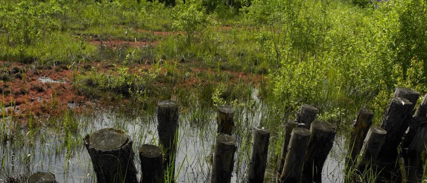Moorteich im Gräflichen Park.
