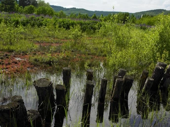 Moorteiche im Gräflichen Park Moorteich im Gräflichen Park.