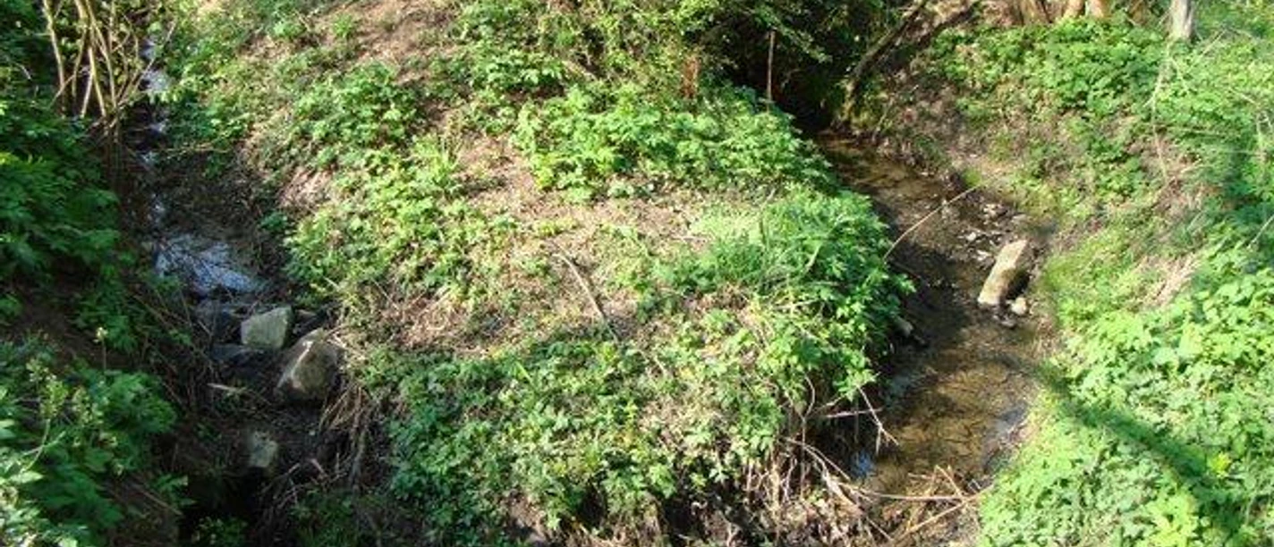 Quelle Ein kleiner Bach fließt durch eine grüne, bewachsene Landschaft mit Bäumen und Sträuchern.