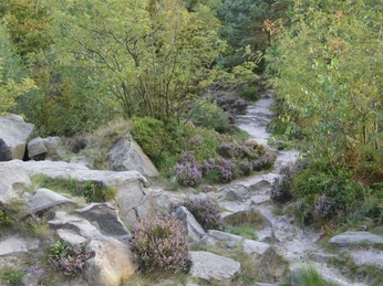 Heide und Felsen, Lippische Velmerstot Felsiger Pfad durch Heidekrautlandschaft im Lippischen Velmerstot, umgegeben von üppigem Grün.