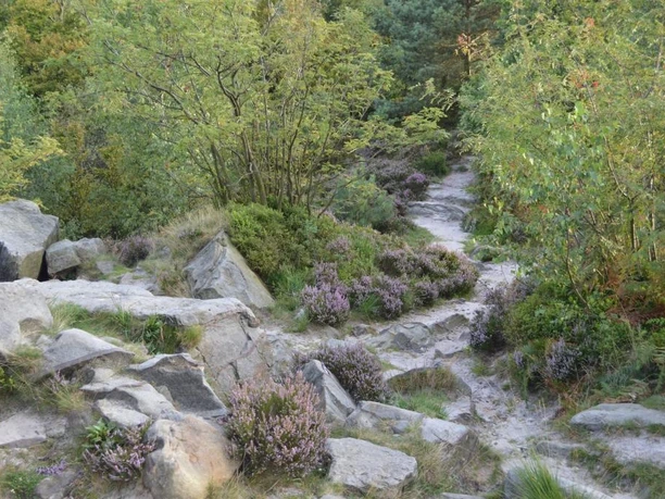 Heide und Felsen, Lippische Velmerstot Felsiger Pfad durch Heidekrautlandschaft im Lippischen Velmerstot, umgegeben von üppigem Grün.