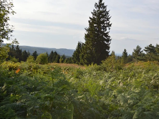 Blick vom Sattel zwischen den Gipfeln in Richtung Hermannsdenkmal Blick über ein grünes Waldgebiet mit fernen Hügeln und einem hohen Nadelbaum im Vordergrund.