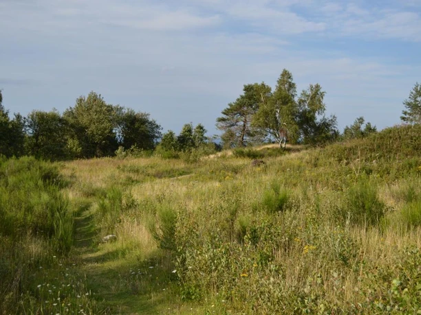 Grüne Wiesen und vereinzelte Bäume unter blauem Himmel prägen die Landschaft im Preussischen Velmerstot.