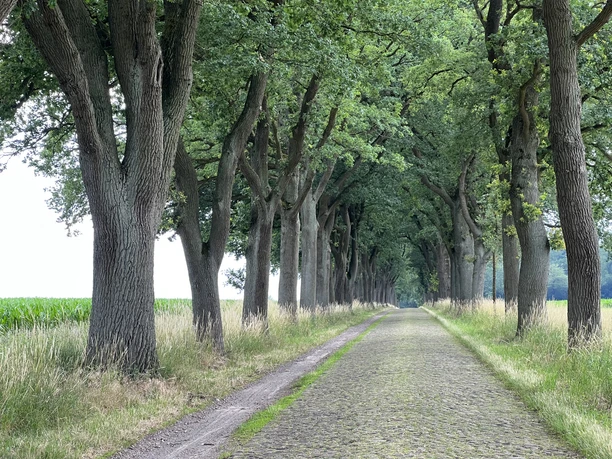 Baumgesäumte Kopfsteinpflasterstraße führt durch eine Allee aus hohen, grünen Eichenbäumen.