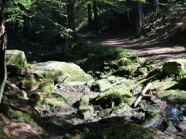 Silberbachtal Moosbedeckte Felsen und ein plätschernder Bach umgeben von dichtem Wald im Silberbachtal.