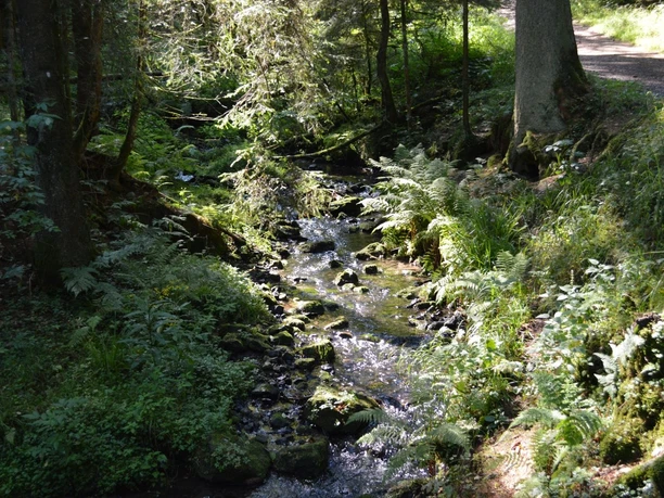 Silberbachtal - Bachlauf am Hermannsweg Klarer Bach schlängelt sich durch bewaldetes Silberbachtal, Sonnenlicht fällt auf das Wasser.