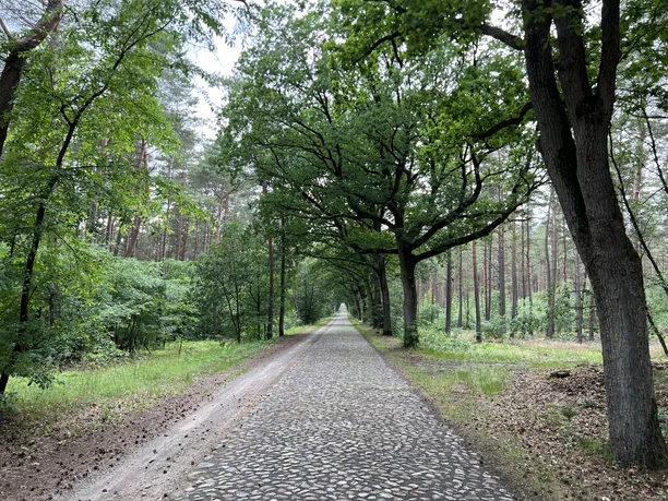 Historische Straße Eine gepflasterte, von hohen Bäumen gesäumte Allee schlängelt sich durch einen dichten Wald.