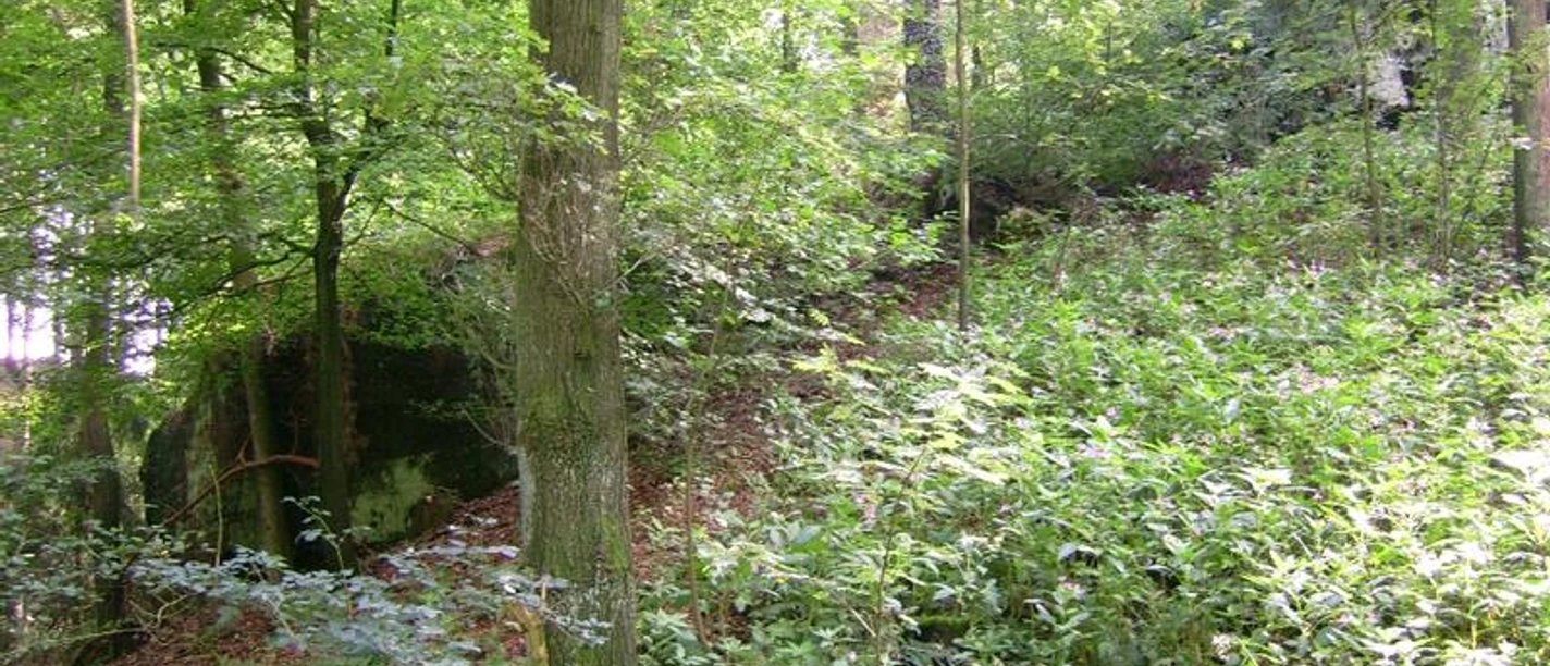 Duvensteine in Holperdorp Waldlandschaft mit reichlich Grün. Ein großer Felsen ist im Hintergrund hinter den Bäumen sichtbar.