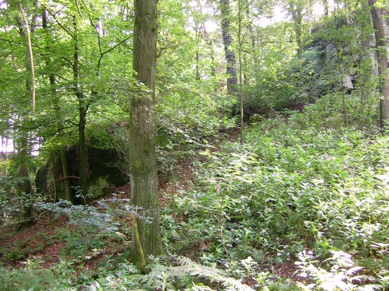 Duvensteine in Holperdorp Waldlandschaft mit reichlich Grün. Ein großer Felsen ist im Hintergrund hinter den Bäumen sichtbar.