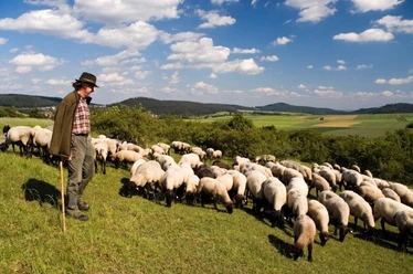 Ein Schäfer mit Schafherde auf einer grünen Wiese im Diemeltal, umgeben von sanften Hügeln.