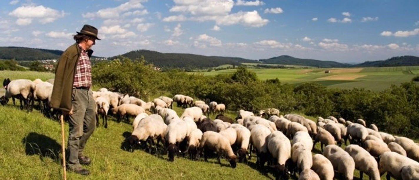 Ein Schäfer mit Schafherde auf einer grünen Wiese im Diemeltal, umgeben von sanften Hügeln.