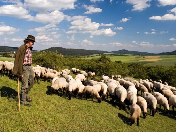 Ein Schäfer mit Schafherde auf einer grünen Wiese im Diemeltal, umgeben von sanften Hügeln.