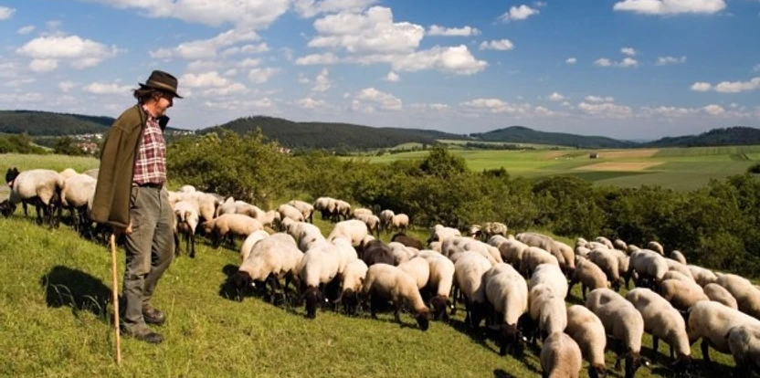 Ein Schäfer mit Schafherde auf einer grünen Wiese im Diemeltal, umgeben von sanften Hügeln.