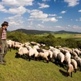 Schäfer mit Herde im Diemeltal Ein Schäfer mit Schafherde auf einer grünen Wiese im Diemeltal, umgeben von sanften Hügeln.