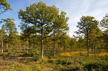 Lichter Mischwald am Heinberg mit dichten, grünen Baumkronen unter klarem, blauem Himmel.