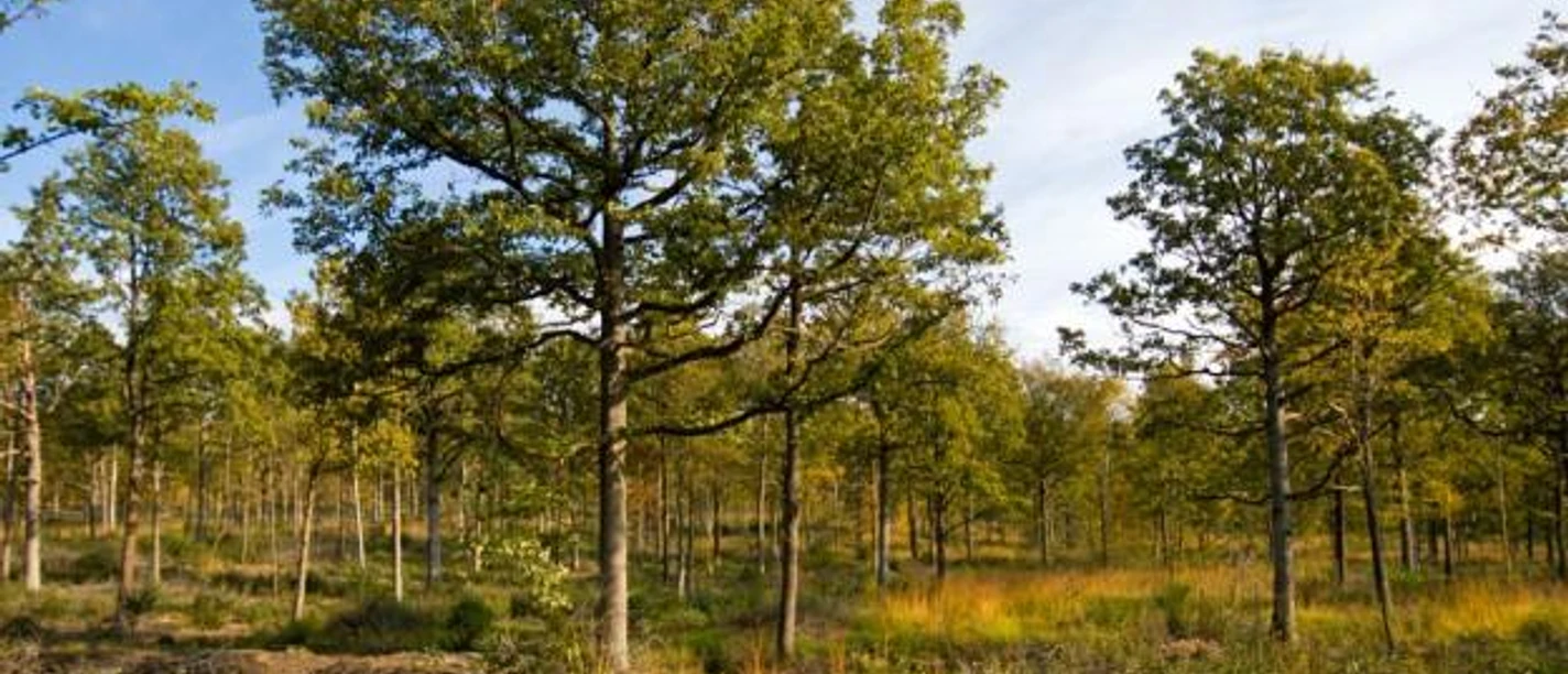 Lichter Mischwald am Heinberg mit dichten, grünen Baumkronen unter klarem, blauem Himmel.