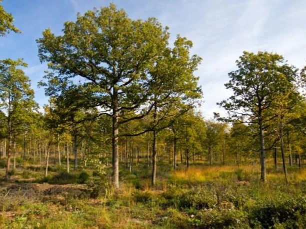 Lichter Mischwald am Heinberg mit dichten, grünen Baumkronen unter klarem, blauem Himmel.