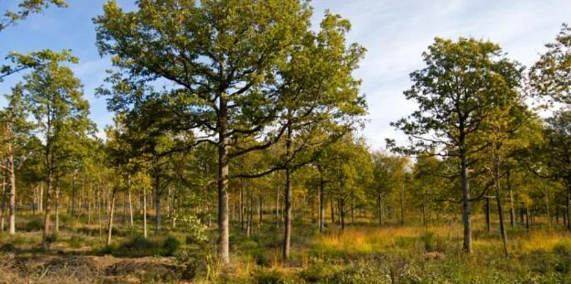 Lichter Mischwald am Heinberg mit dichten, grünen Baumkronen unter klarem, blauem Himmel.