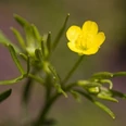 Gelbe Blüte des Acker-Hahnenfußes (Ranuculus arvensis) vor einem verschwommenen, grünen Hintergrund.