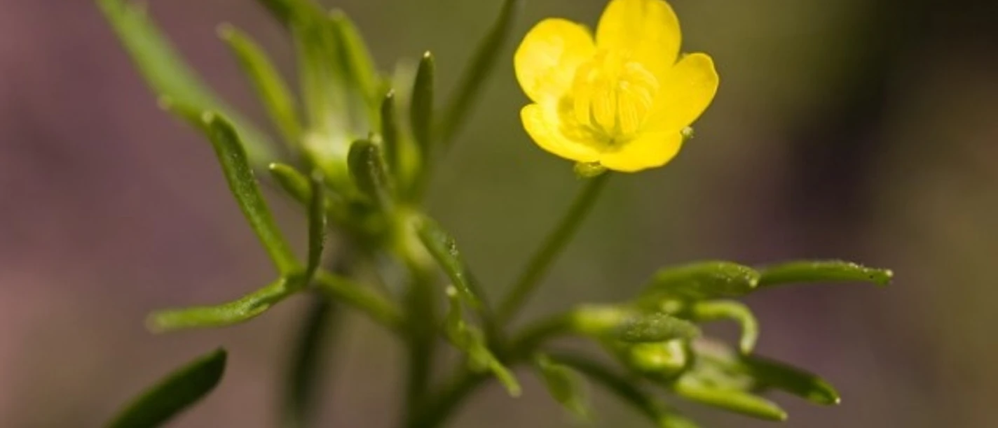 Gelbe Blüte des Acker-Hahnenfußes (Ranuculus arvensis) vor einem verschwommenen, grünen Hintergrund.