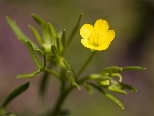 Gelbe Blüte des Acker-Hahnenfußes (Ranuculus arvensis) vor einem verschwommenen, grünen Hintergrund.