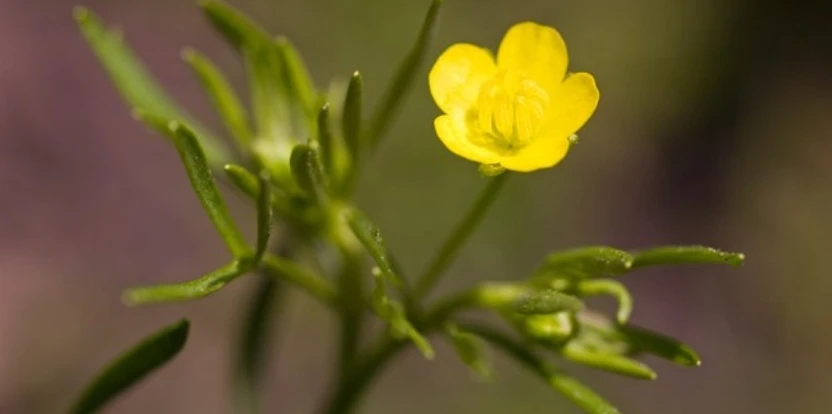 Gelbe Blüte des Acker-Hahnenfußes (Ranuculus arvensis) vor einem verschwommenen, grünen Hintergrund.