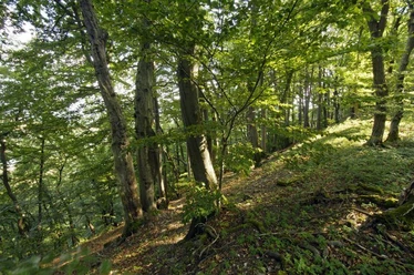 Buchenwald im Diemeltal mit sanftem Hang, von Sonnenlicht durchflutet und üppigem Grün bedeckt.