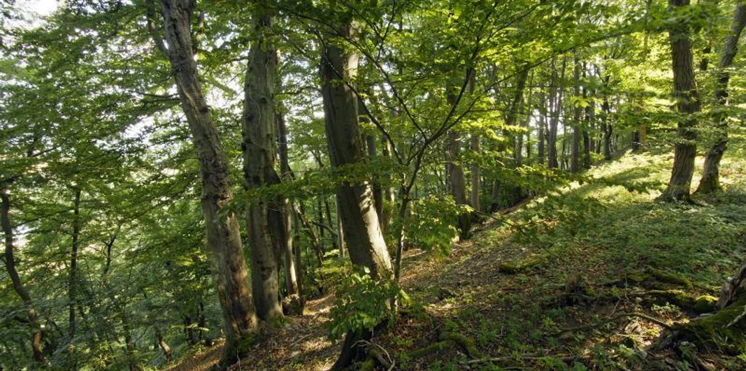 Buchenwald im Diemeltal mit sanftem Hang, von Sonnenlicht durchflutet und üppigem Grün bedeckt.