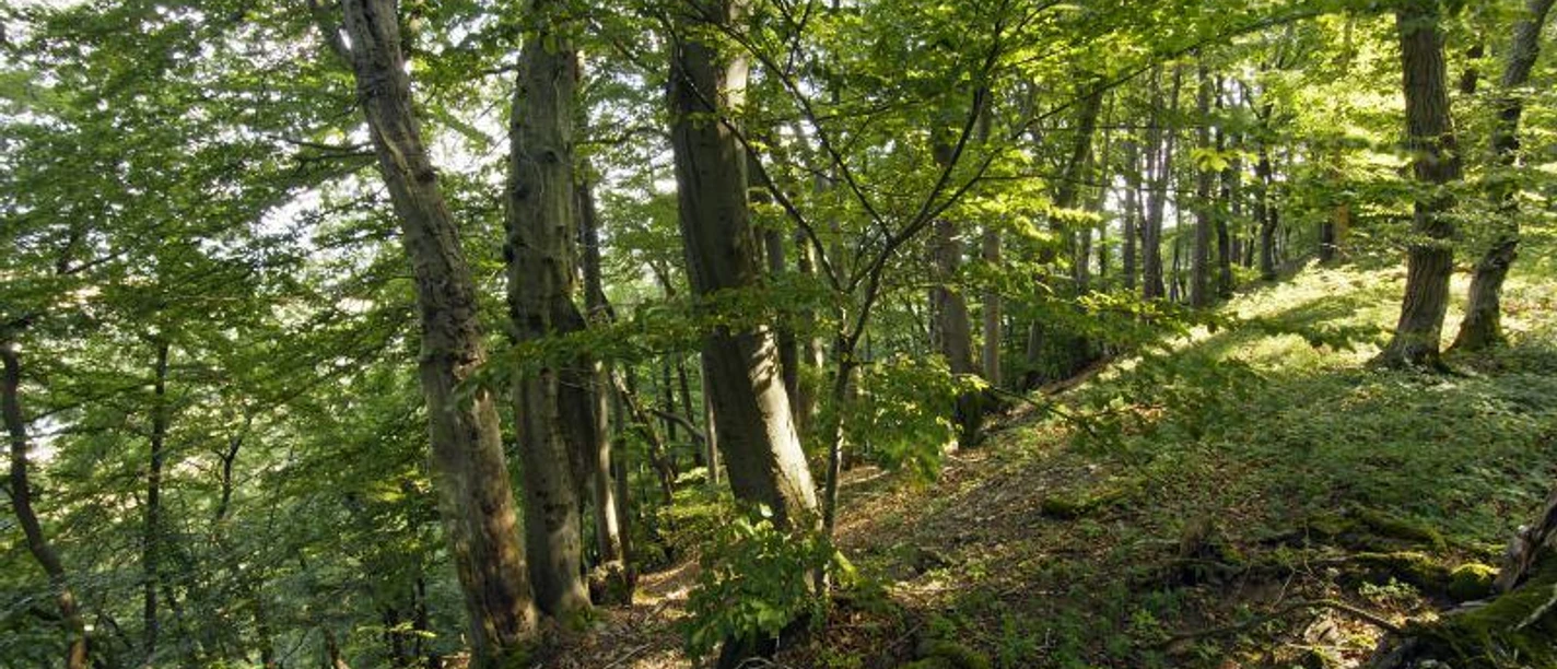 Buchenwald im Diemeltal mit sanftem Hang, von Sonnenlicht durchflutet und üppigem Grün bedeckt.