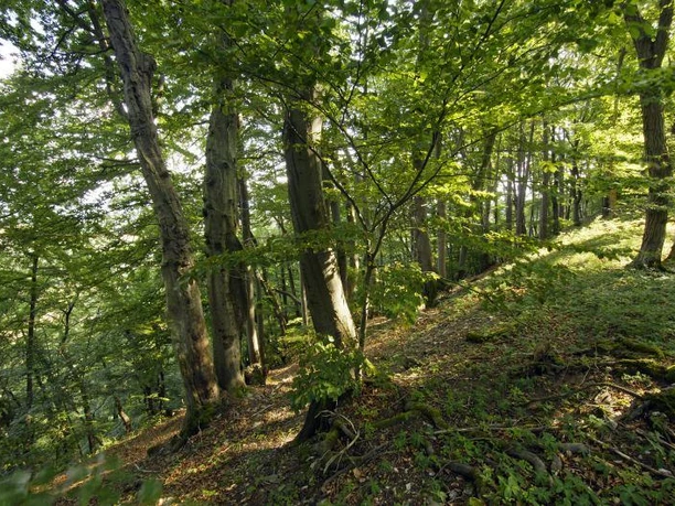 Buchenwald im Diemeltal mit sanftem Hang, von Sonnenlicht durchflutet und üppigem Grün bedeckt.