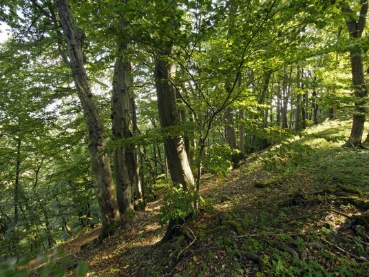 Buchenwaldaspekt im Diemeltal Buchenwald im Diemeltal mit sanftem Hang, von Sonnenlicht durchflutet und üppigem Grün bedeckt.