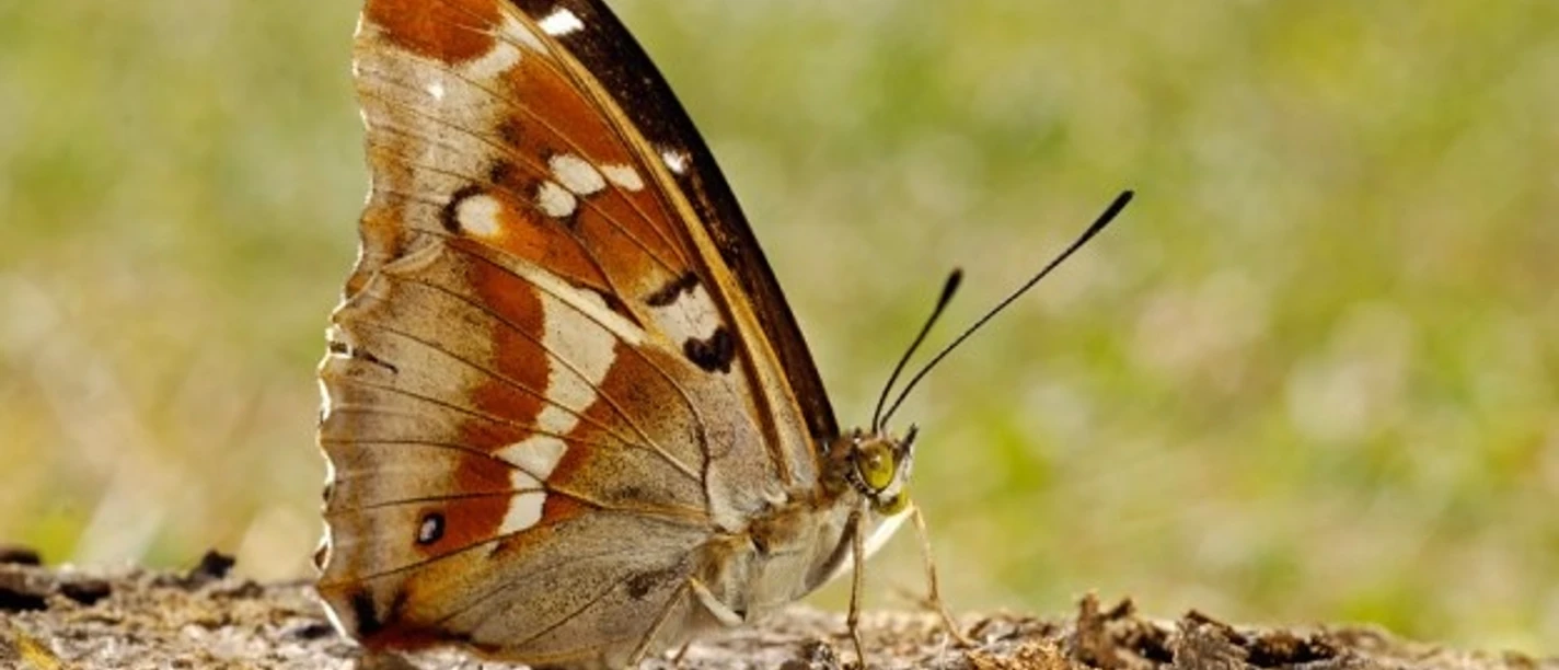 Ein Großer Schillerfalter mit ausgebreiteten Flügeln auf einem Baumstamm in der Sonne.