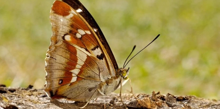 Ein Großer Schillerfalter mit ausgebreiteten Flügeln auf einem Baumstamm in der Sonne.