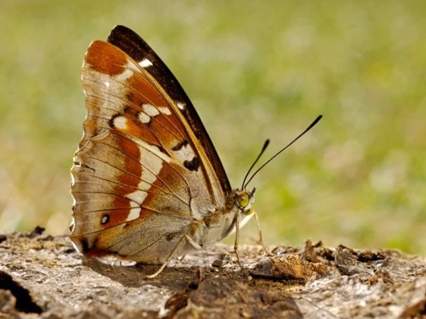 Großer Schillerfalter (Apatura iris) beim Sonnenbad Ein Großer Schillerfalter mit ausgebreiteten Flügeln auf einem Baumstamm in der Sonne.