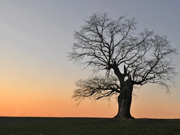 Hudeeiche bei Sabbenhausen Die Hudeeiche bei Sabbenhausen steht allein auf einem Feld vor einem farbenfrohen Sonnenuntergang.