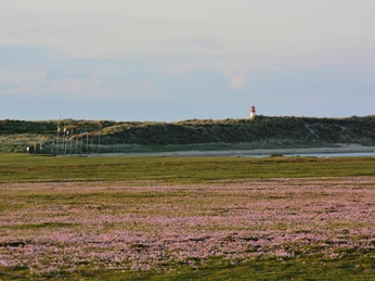 Ellenbogen List auf Sylt Blick auf Heidekraut und Leuchtturm am Ellenbogen