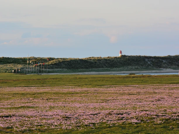 Ellenbogen List auf Sylt Blick auf Heidekraut und Leuchtturm am Ellenbogen