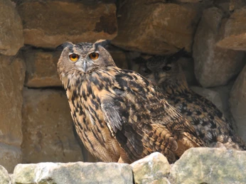 Uhu im NABU-Artenschutzzentrum Uhu im NABU-Artenschutzzentrum in Leiferde