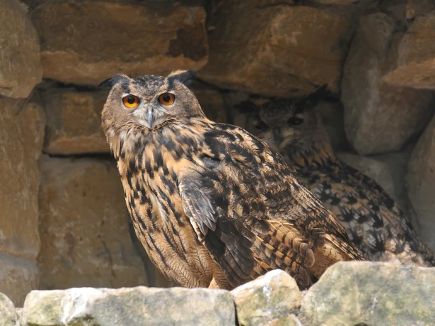 Uhu im NABU-Artenschutzzentrum Uhu im NABU-Artenschutzzentrum in Leiferde